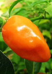PA-Chilli Habanero Orange