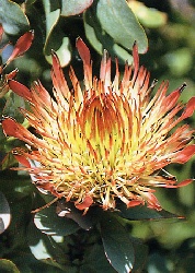 Protea exima