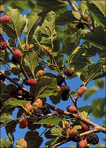 Schwarzer Maulbeerbaum