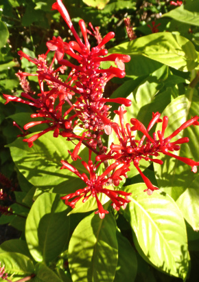 Feuerspieß / Cardinal Flower