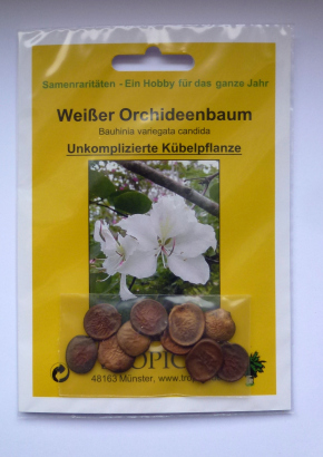 Samenset-Orchideenbäume - 1808 - 1592 - 2 - 3