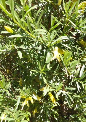 Samenset - Australische Wildblumen - 1815 - 1629 - 7 - 8